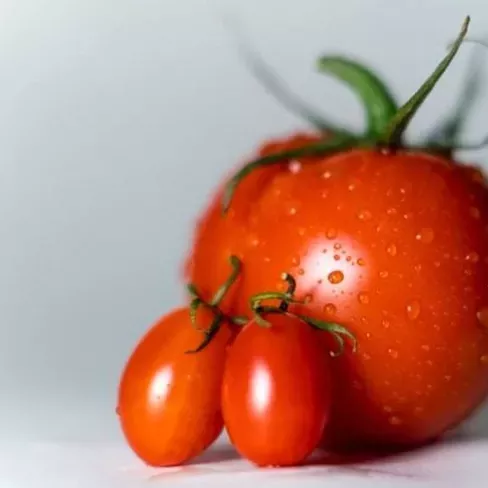 tomatoes